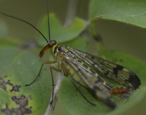Panorpa communis